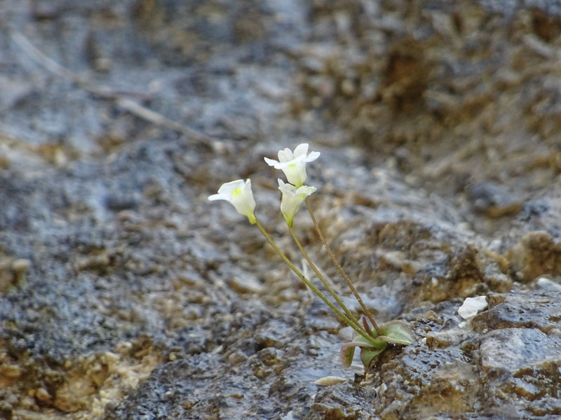 Pinguicula alpina / Pinguicola alpina
